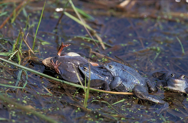 Moorfrösche