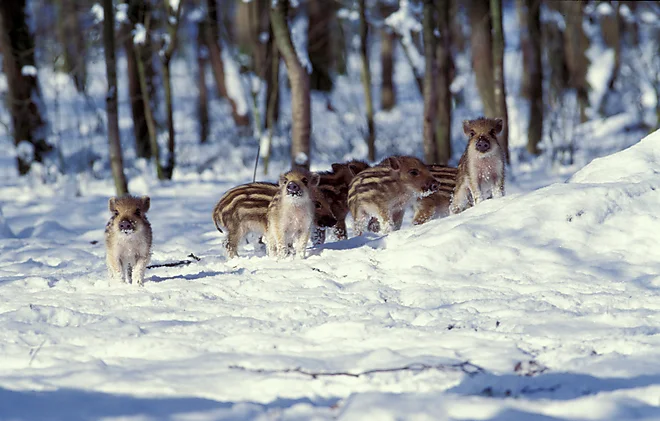 Wildschweine Frischlinge