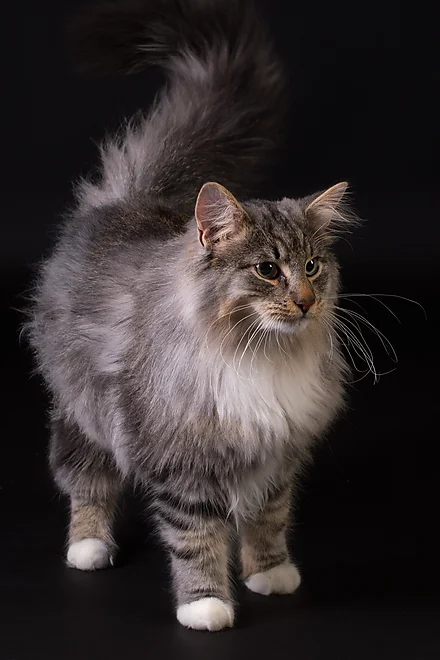 Junge Norwegische Waldkatze