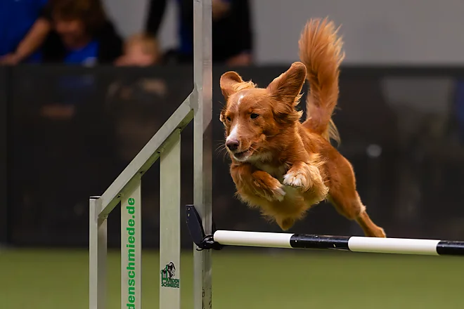 Agility Masters 2025