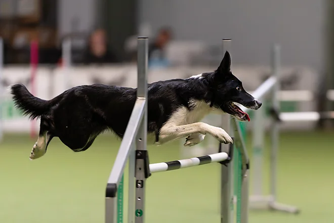 Agility Masters 2025