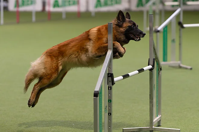 Agility Masters 2025