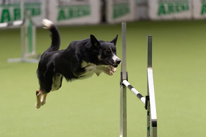 Agility Masters 2025