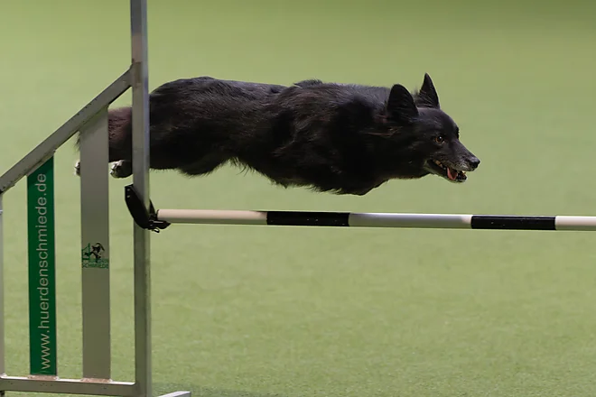 Agility Masters 2025