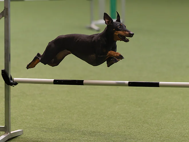 Agility Masters 2025