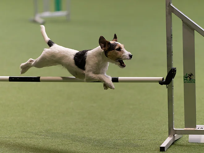 Agility Masters 2025