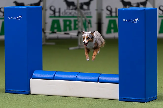 Agility Masters 2025