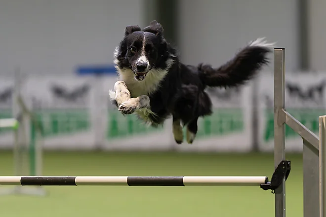 Agility Masters 2025