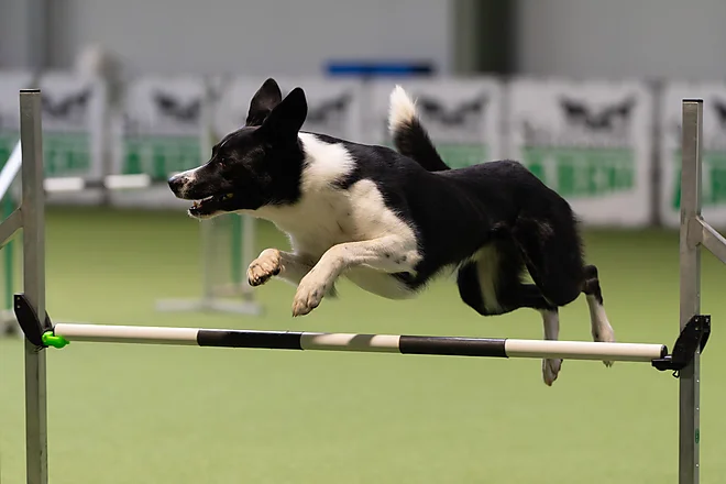 Agility Masters 2025