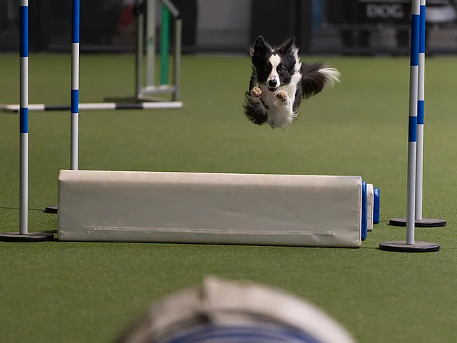 Agility Masters 2025