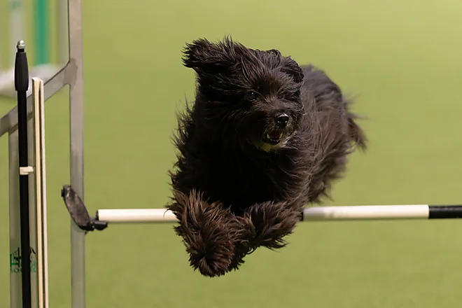 Agility Masters 2025