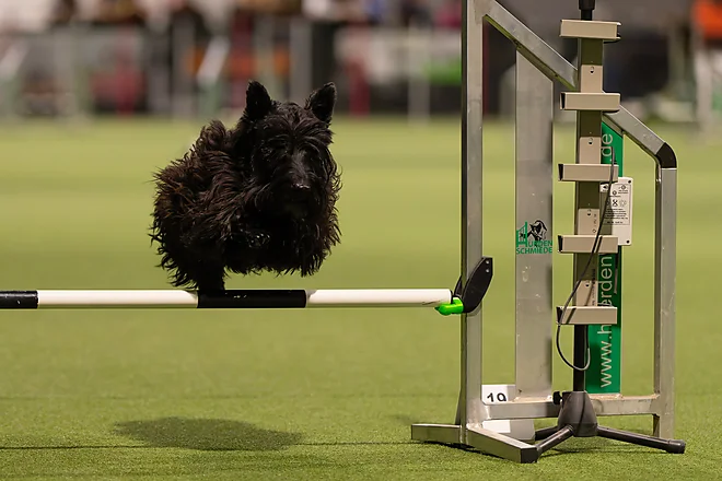 Agility Masters 2025