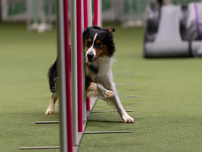 Agility Masters 2025