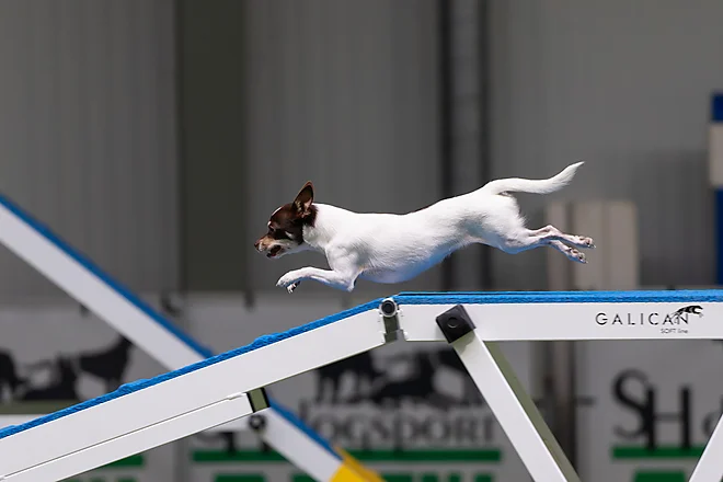 Agility Masters 2025