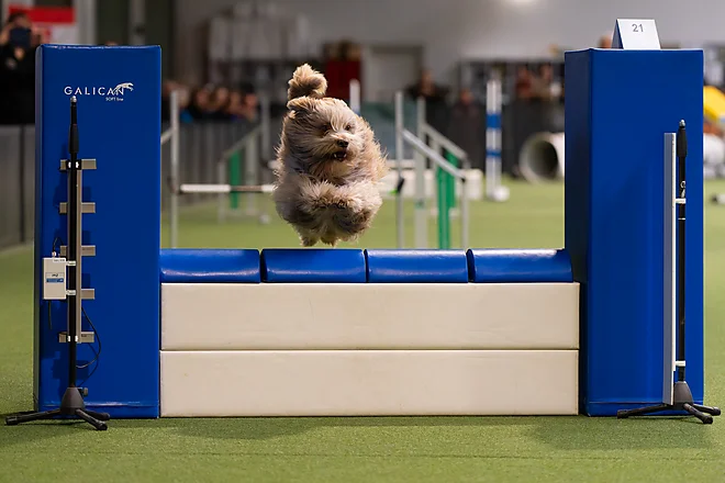 Agility Masters 2025