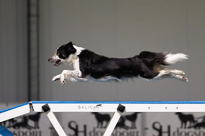 Agility Masters 2025