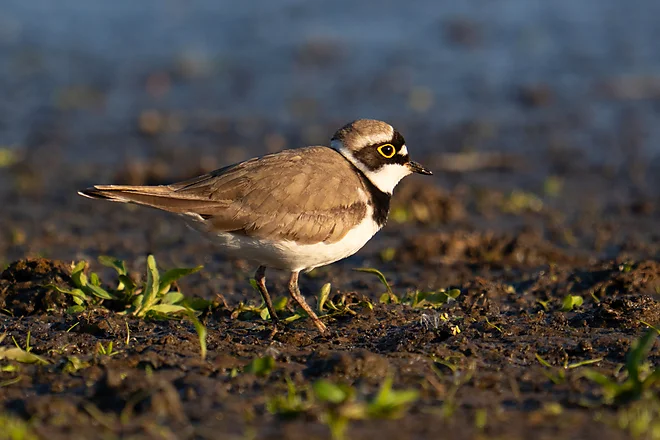 Flussregenpfeifer (Charadrius dubius)