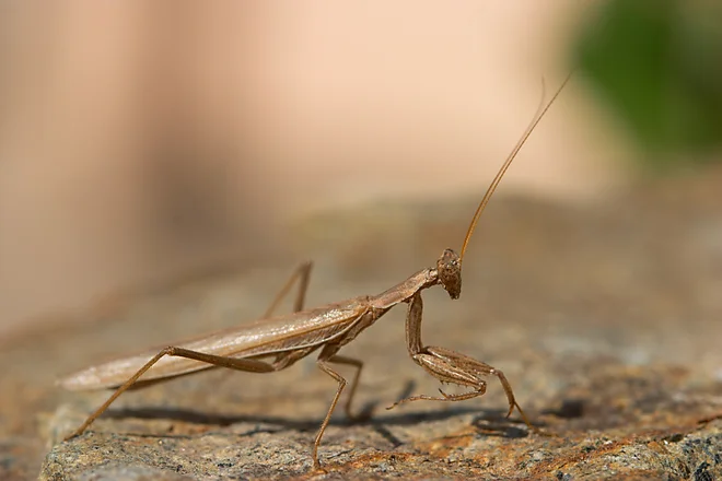 Mediterranean mantis (Iris oratoria)