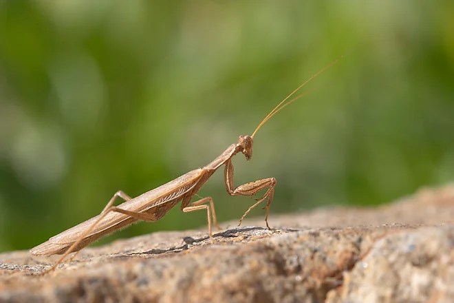 Mediterranean mantis (Iris oratoria)