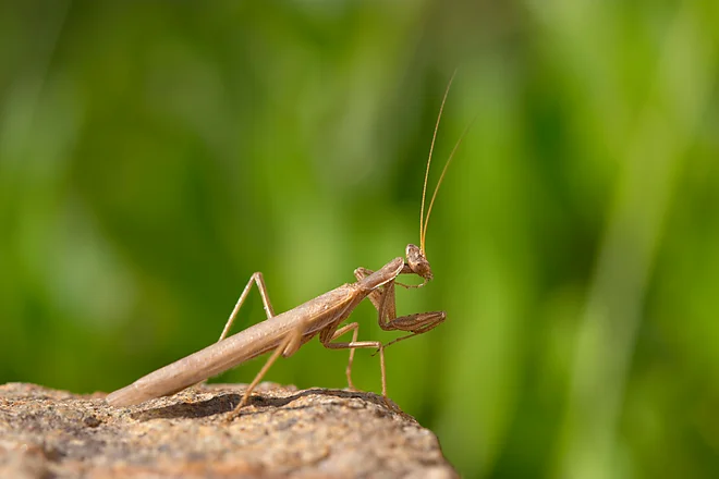 Mediterranean mantis (Iris oratoria)