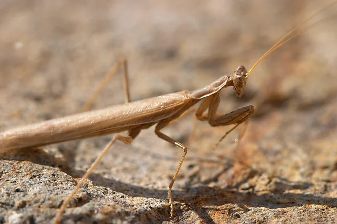 Mediterranean mantis (Iris oratoria)
