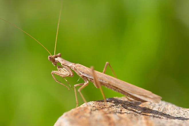 Mediterranean mantis (Iris oratoria)