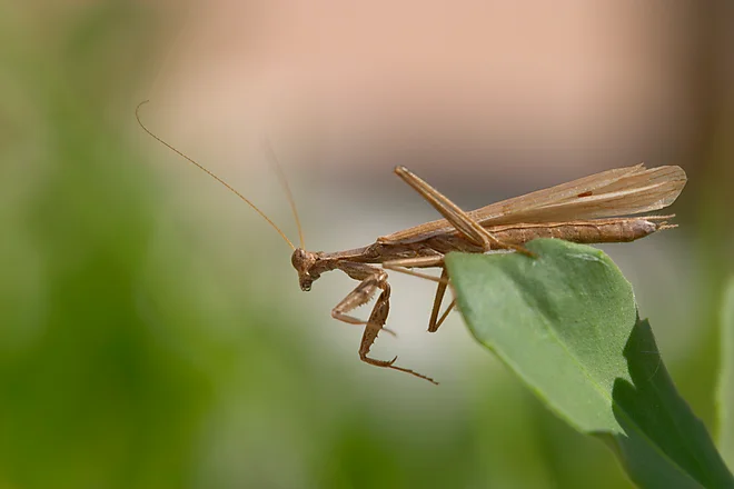 Mediterranean mantis (Iris oratoria)