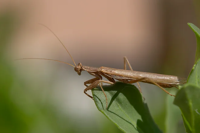 Mediterranean mantis (Iris oratoria)