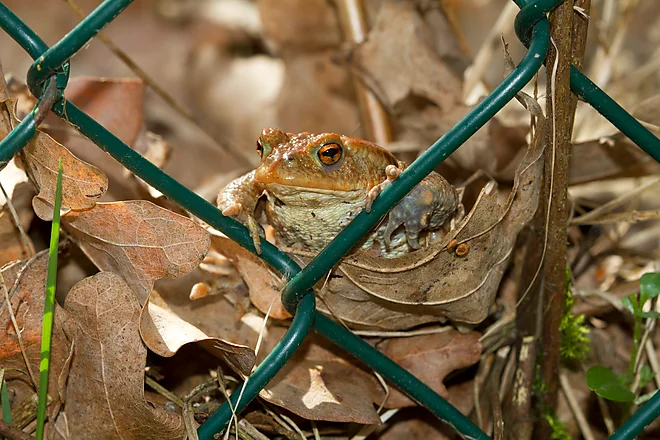 Common toad (Bufo bufo)