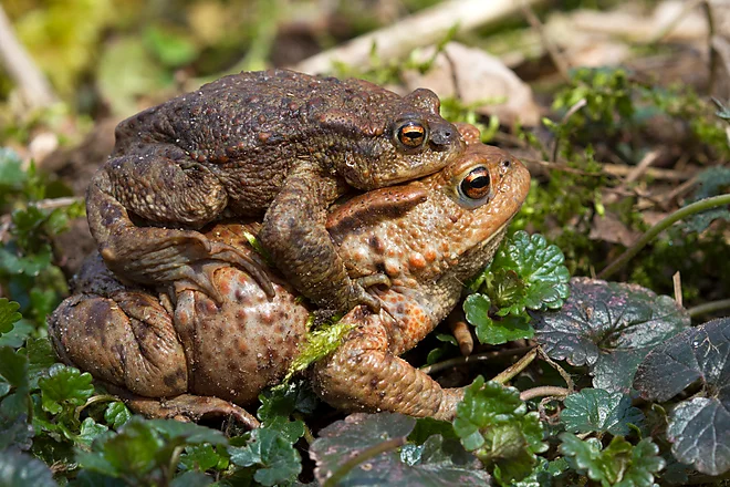 Toad migration, Common toad (Bufo bufo)
