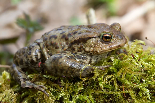 Common toad (Bufo bufo)