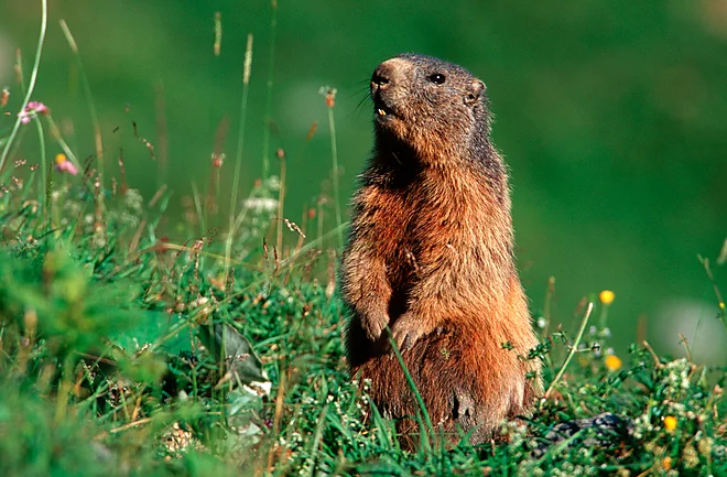 Alpenmurmeltier im Nationalpark Berchtesgaden (Marmota marmota)
