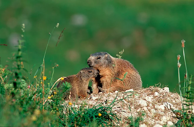 Alpenmurmeltier im Nationalpark Berchtesgaden (Marmota marmota)