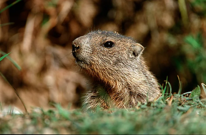 Junges Alpenmurmeltier im Nationalpark Berchtesgaden (Marmota marmota)