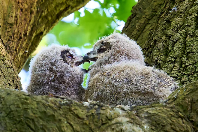 Eagle-owls (Bubo bubo)