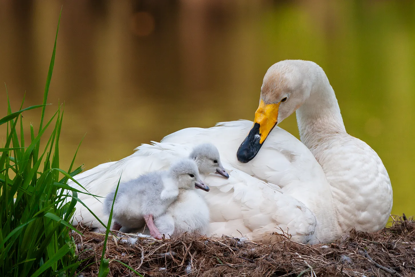 Singschwan mit Küken in Schleswig-Holstein