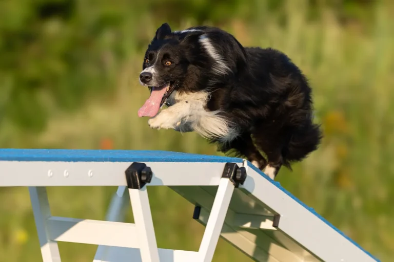 Border Collie beim Agility Training auf dem Laufsteg