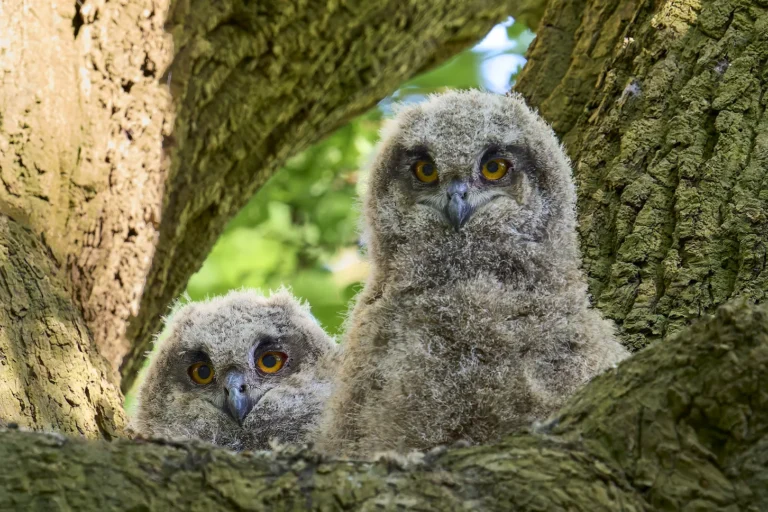 Uhus Ästlinge - Bubo bubo