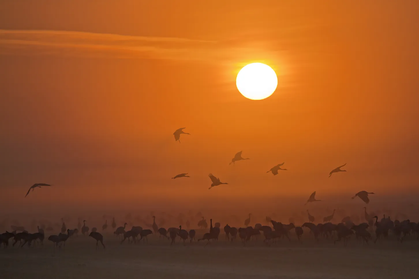 Sonnenaufgang bei den Kranichen in Mecklenburg-Vorpommern