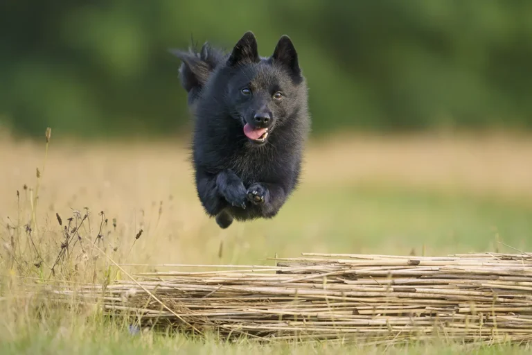 Schipperke im Sprung